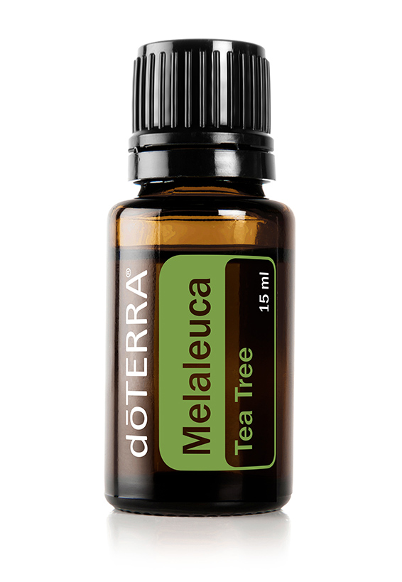 Melaleuca alternifolia (Tea Tree)